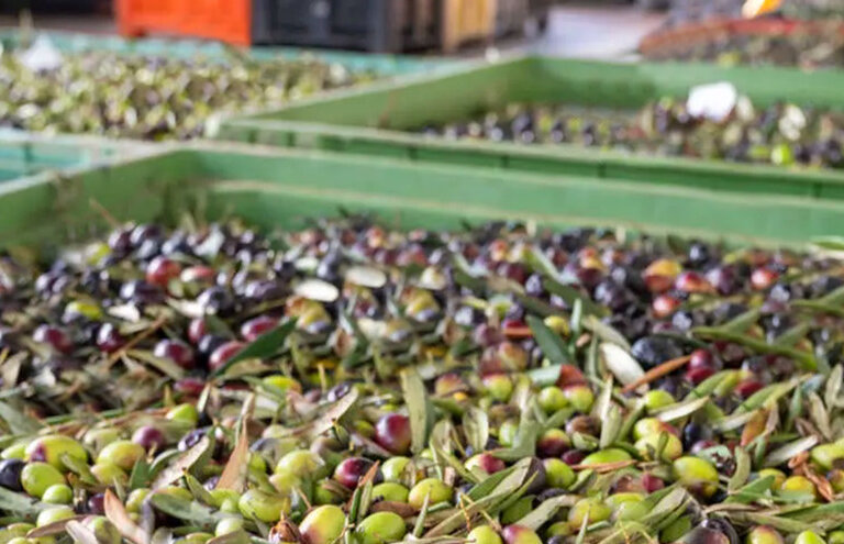 Wasseraufbereitung für die Olivenverarbeitung und die Ölproduktion